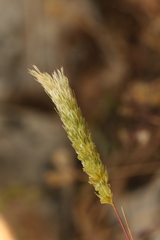 Phalaris paradoxa, photograph (c) Chaym Turak, some rights reserved (CC BY-SA)
