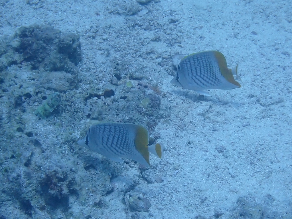 Cross-hatch Butterflyfish