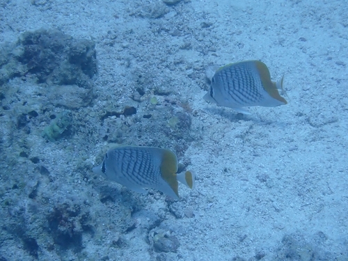 Chaetodon xanthurus