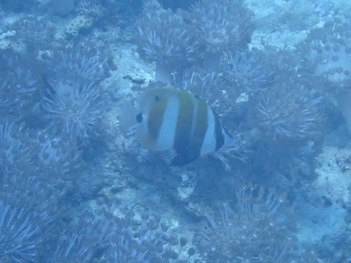Coradion chrysozonus