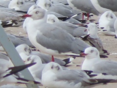 Chroicocephalus cirrocephalus
