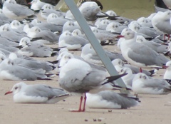 Chroicocephalus cirrocephalus