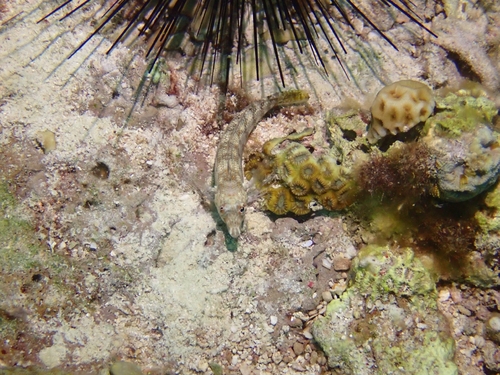 Parapercis cylindrica