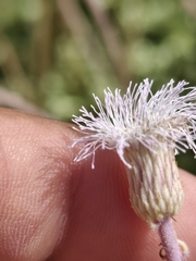author not stated, no rights reserved Hofmeisteria fasciculata, photograph author not stated, no rights reserved
