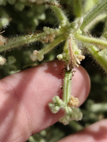 Hofmeisteria fasciculata, photograph 3