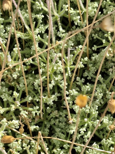 Hofmeisteria fasciculata, photograph 4