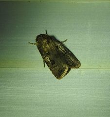 Agrotis interjectionis