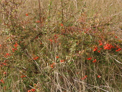 Pyracantha fortuneana
