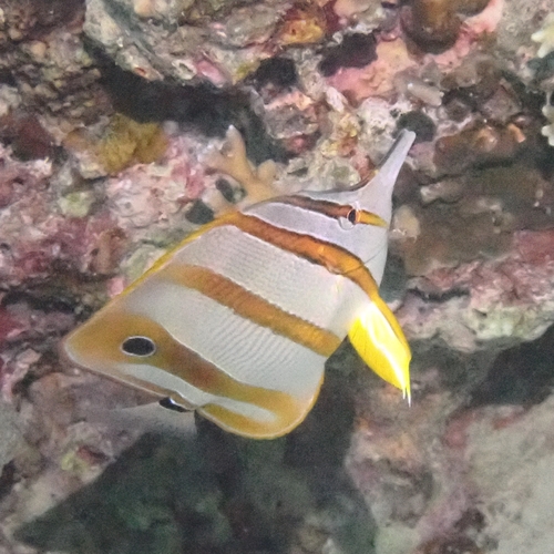 Chelmon rostratus
