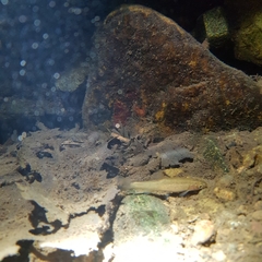 Rhynchocypris oxycephalus