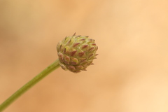 (c) Chaym Turak, some rights reserved (CC BY-SA) Cephalaria joppensis, photograph (c) Chaym Turak, some rights reserved (CC BY-SA)