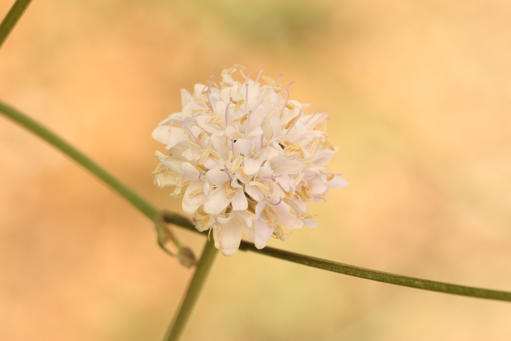 Cephalaria joppensis; photograph (c) Chaym Turak, some rights reserved (CC BY-SA)