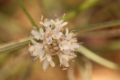 (c) Chaym Turak, some rights reserved (CC BY-SA) Cephalaria joppensis, photograph (c) Chaym Turak, some rights reserved (CC BY-SA)