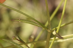 (c) Chaym Turak, some rights reserved (CC BY-SA) Cephalaria joppensis, photograph (c) Chaym Turak, some rights reserved (CC BY-SA)