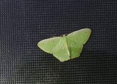 Metallochlora ametalla