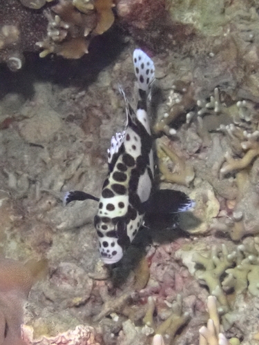 Plectorhinchus chaetodonoides