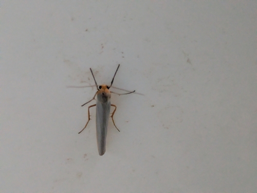 Scarce Footman Moth
