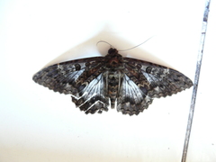 Feigeria scops
