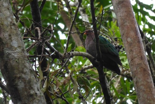 Pacific Emerald Dove (Chalcophaps longirostris), photo 9
