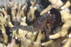 Hippocampus comes