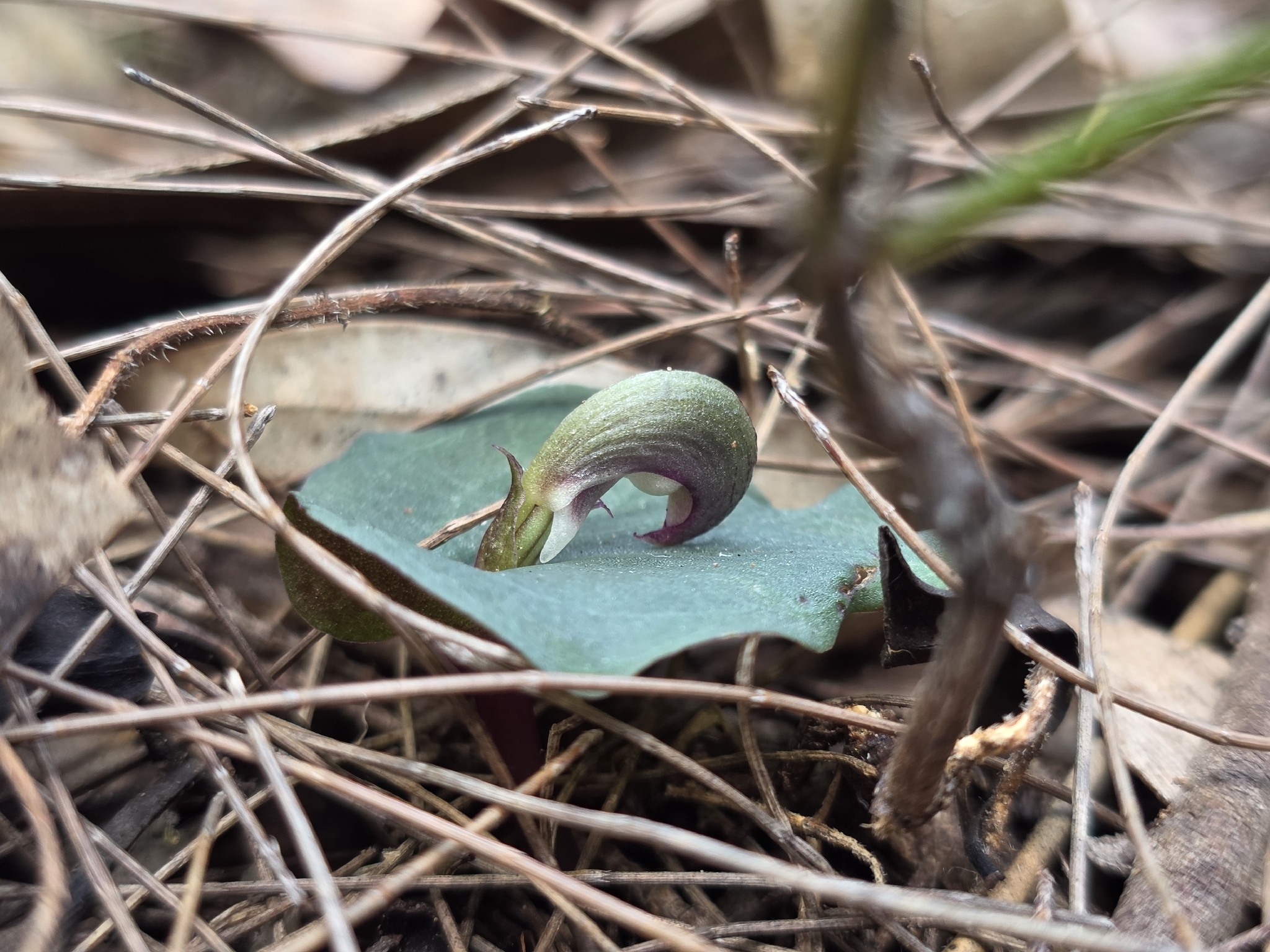Imagem de Corybas aconitiflorus