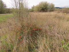 Pyracantha fortuneana