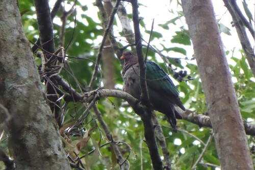 Pacific Emerald Dove (Chalcophaps longirostris), photo 10