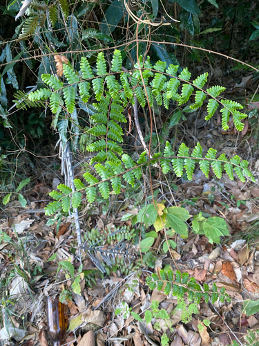 Lygodium polystachyum (Lygodium polystachyum)
