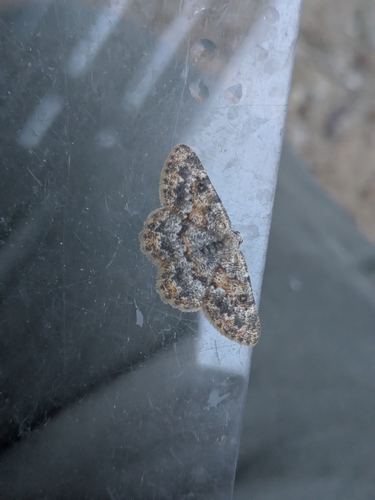 Charissa mucidaria