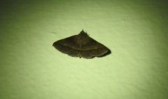 Hypospila dochmotoma