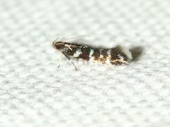 Stagmatophora argyrostrepta