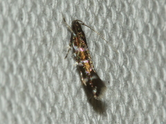 Stagmatophora argyrostrepta