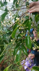 Turpinia ternata