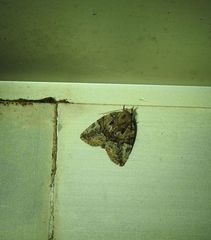 Lophothripa vitea