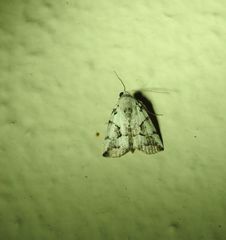 Thriponea melanograpta