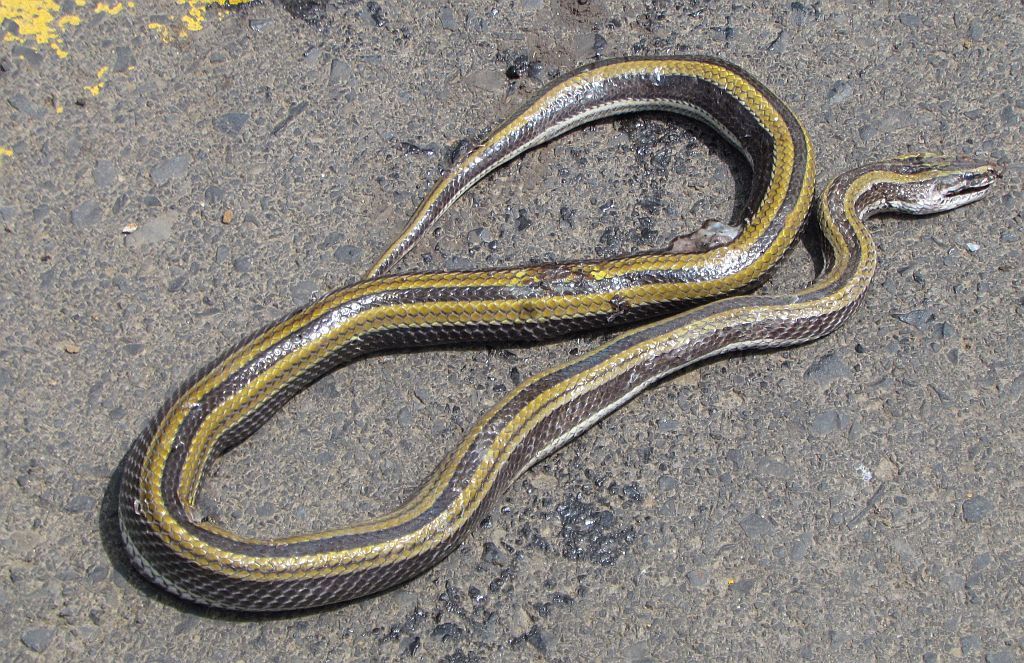 Ethiopian Mountain Snakes