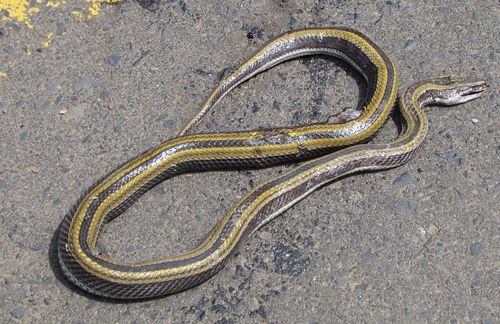 Striped Ethiopian Snake