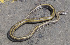 Pseudoboodon lemniscatus