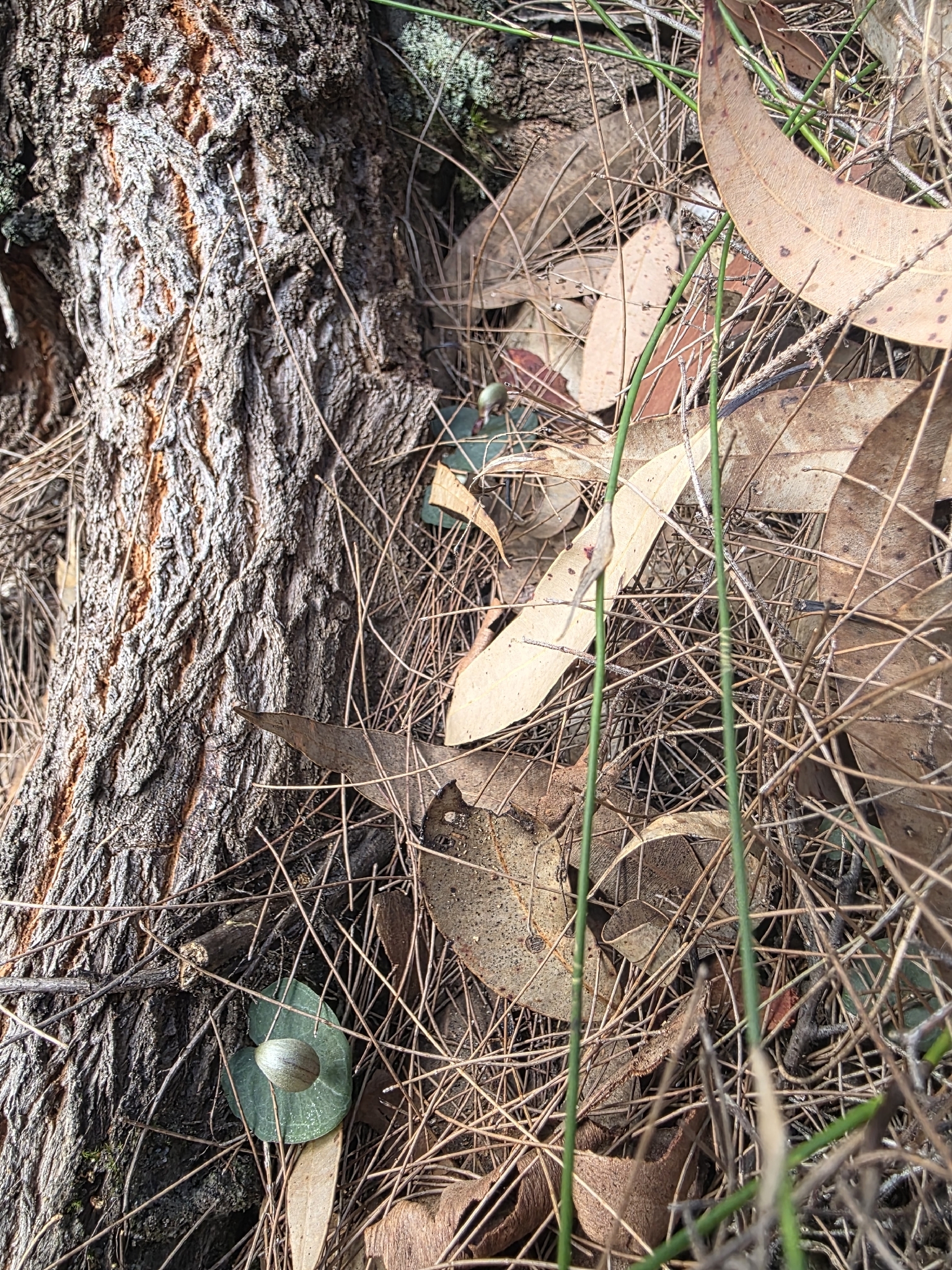 Imagem de Corybas aconitiflorus