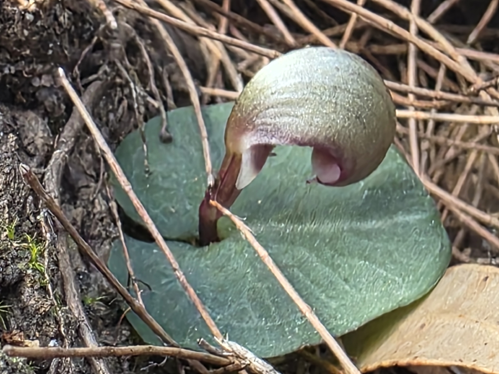 Imagem de Corybas aconitiflorus