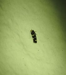 Macrobathra callipetala