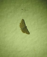 Pseudcraspedia punctata