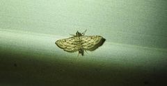 Cnaphalocrocis loxodesma