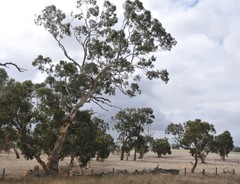Eucalyptus fasciculosa