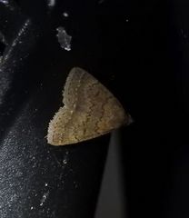 Hydrillodes metisalis