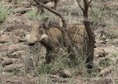 Phacochoerus africanus