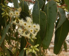 Eucalyptus fasciculosa