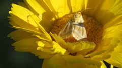 Schinia miniana