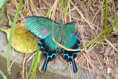 Papilio dehaanii