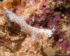 Pseudoceros laingensis